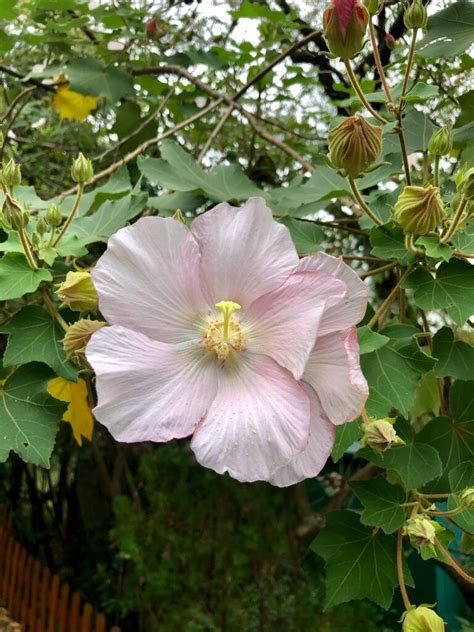 山芙蓉功效